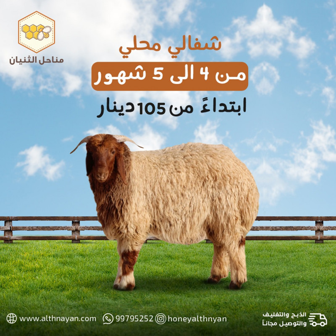 شفالي محلي كامل image 0