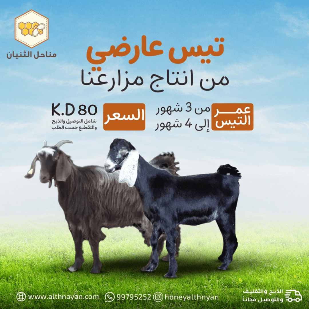 تيس عارضي  image 0