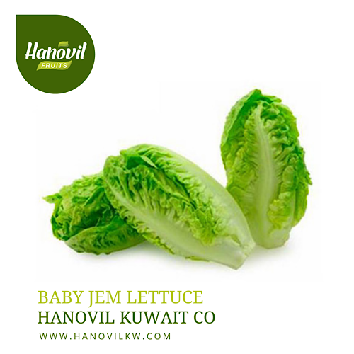 BEBE GEM LETTUCE image 1