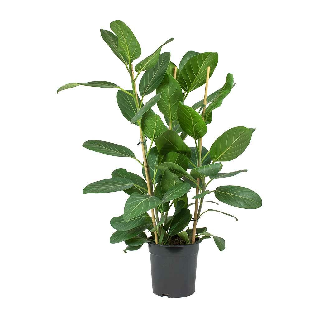 Ficus benghalensis image 0