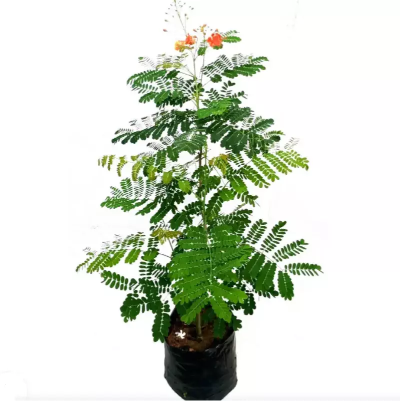 Caesalpinia image 0