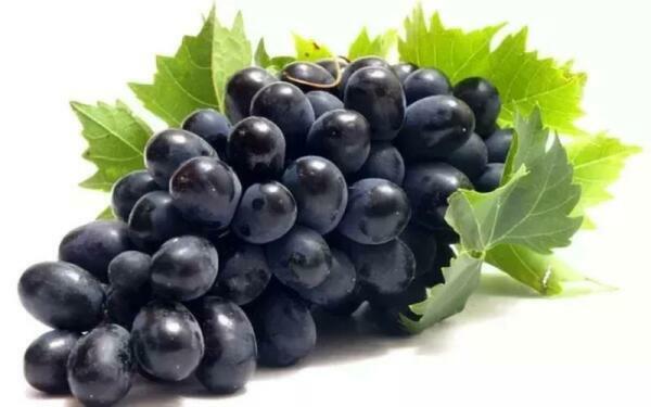 Black Grapes cartoon /عنب اسود كرتون image 0
