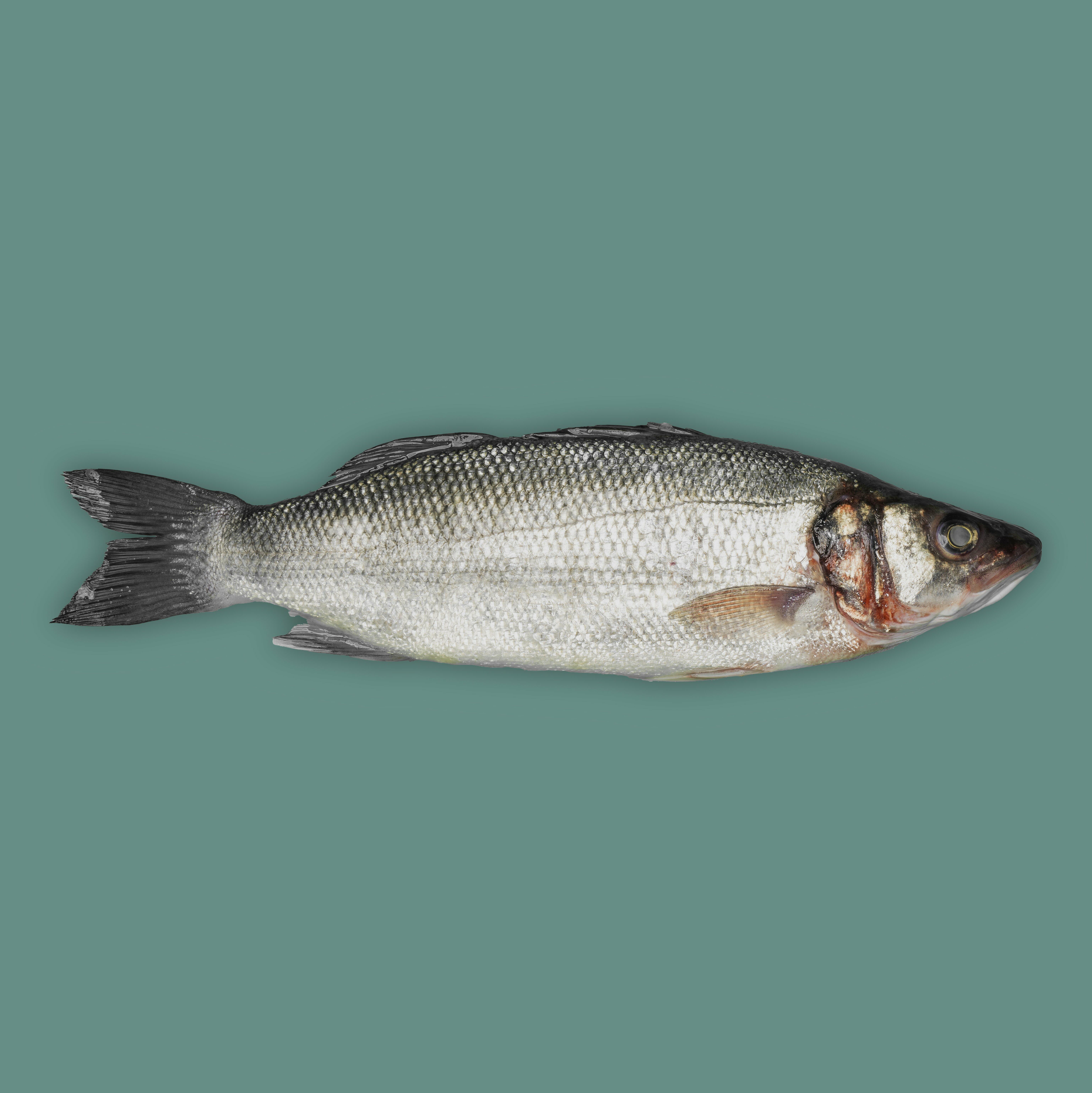 Sea Bass (By Piece) image 0
