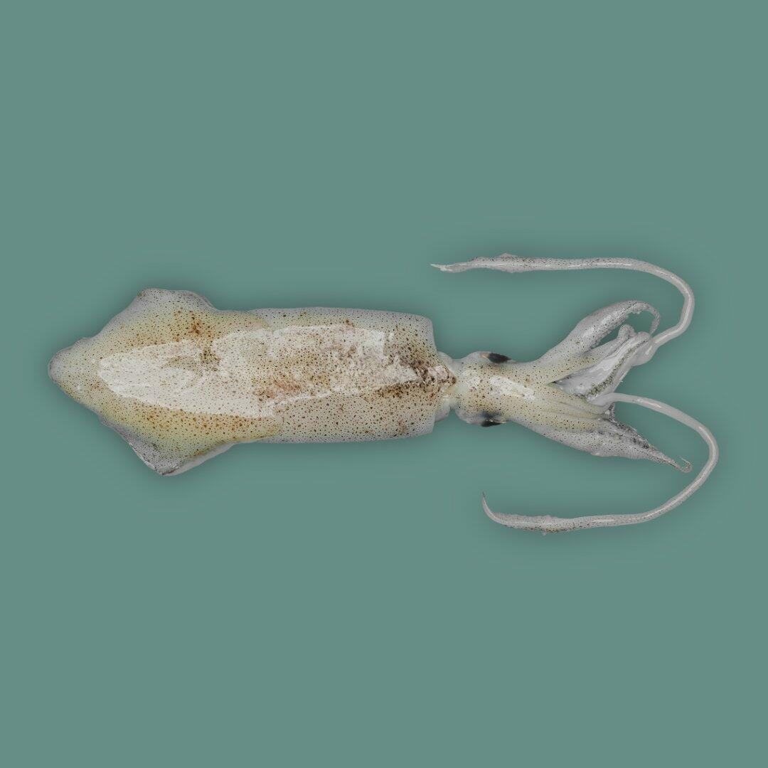 Calamari-Medium image 0