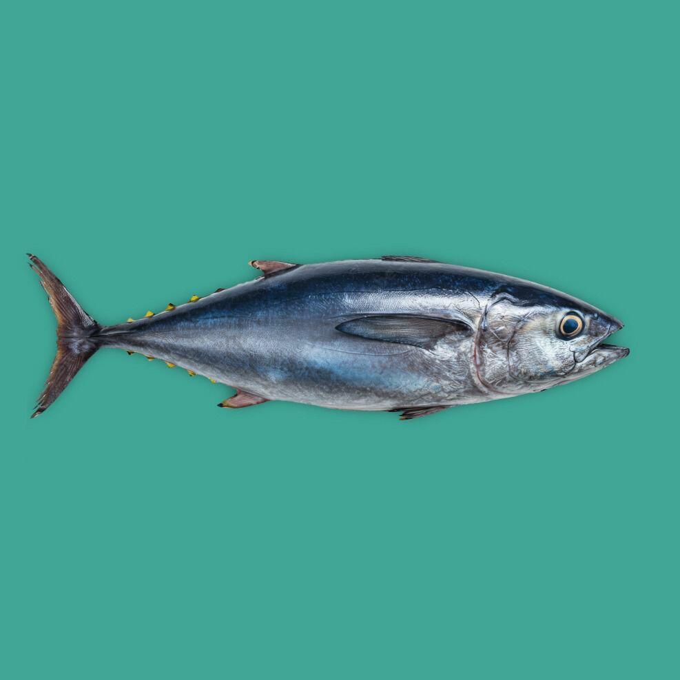 Tuna (By Piece) image 0