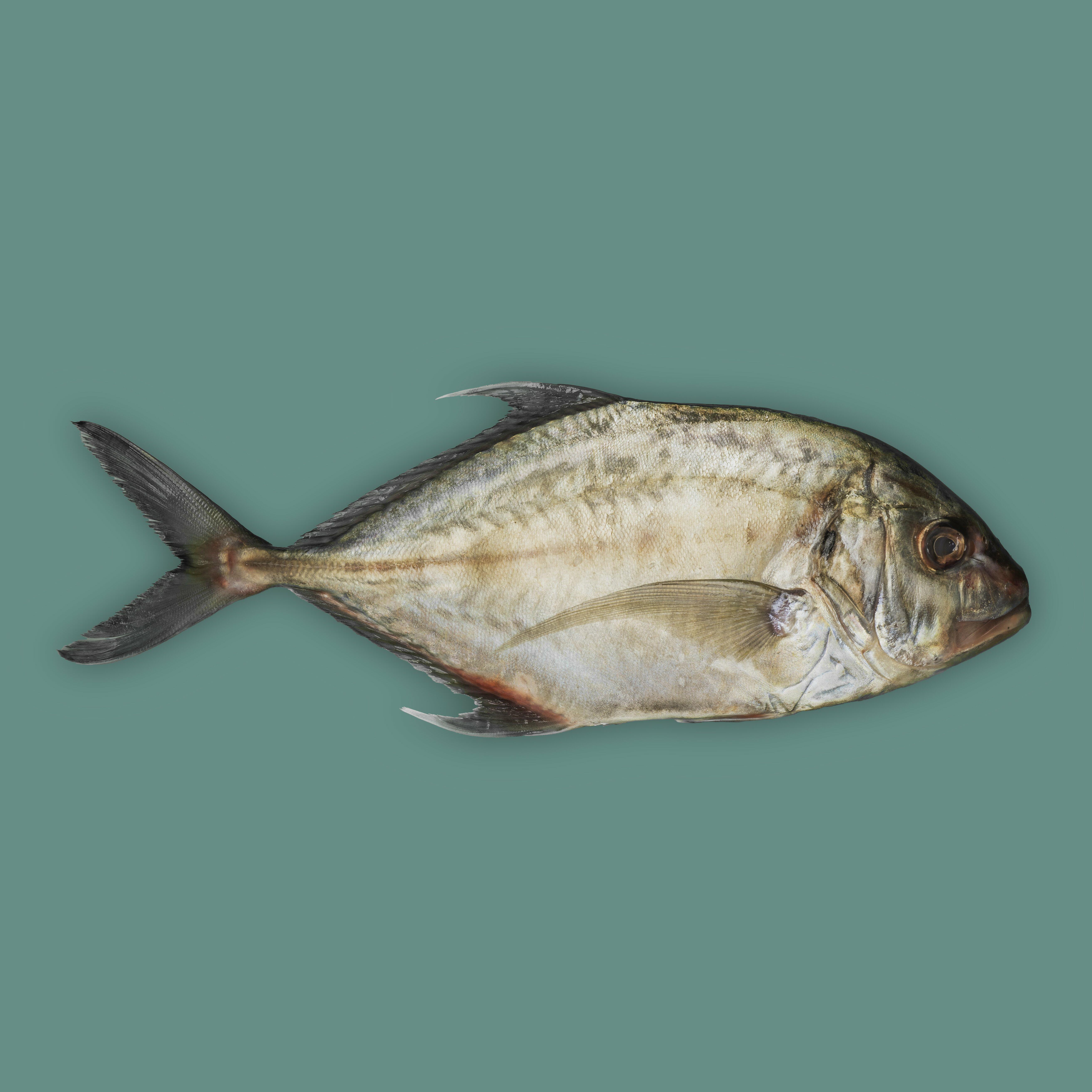حمام-كبير - بالحبه image 0