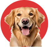 Adult Dog