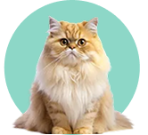 Adult Cat