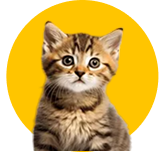 Kitten